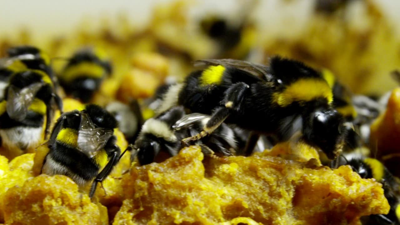 Bild frÄn youtube-video