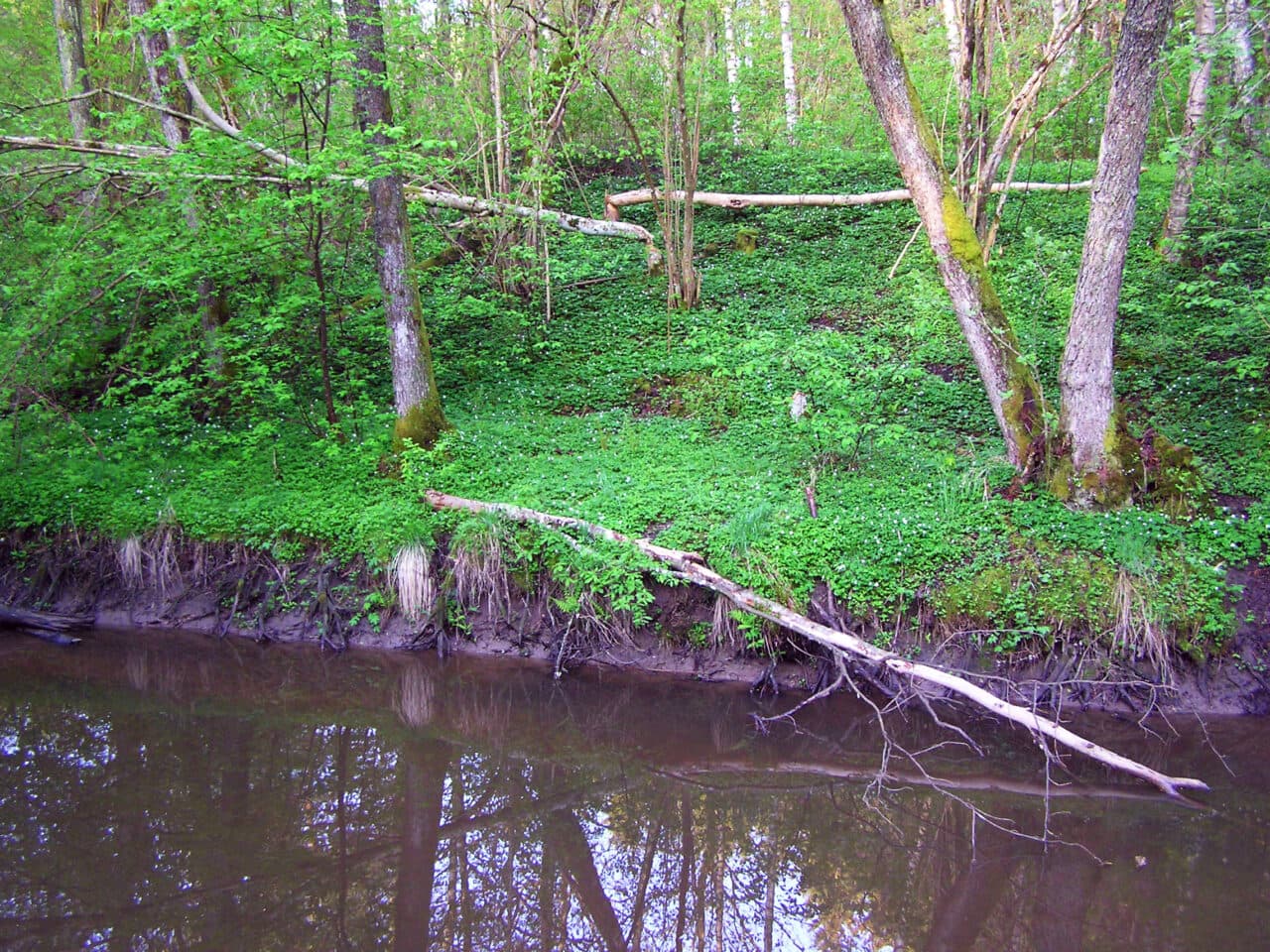 Bäverfällda träd längs med ån.