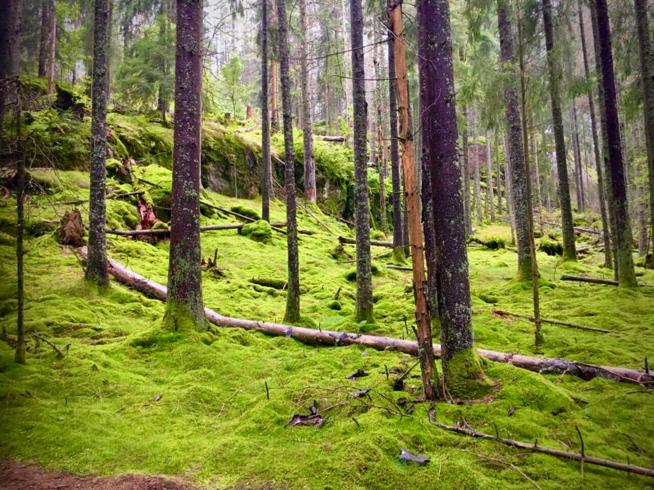John Bauer-skog
