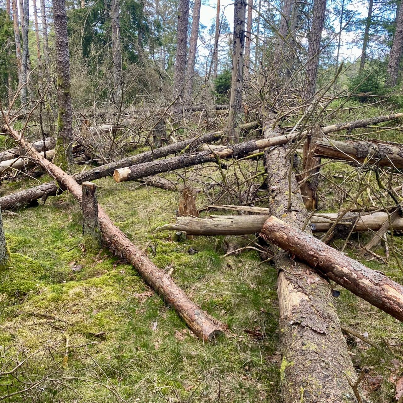 Svårforcerat plockepinn av nedfallna träd vid Måkevatten