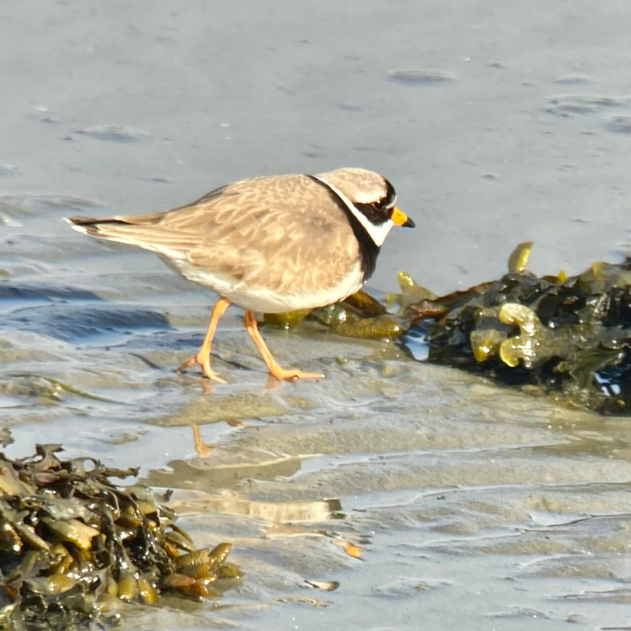 Större strandpipare