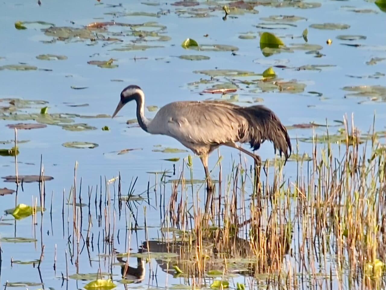 Tranor nedanför utsiktspunkten