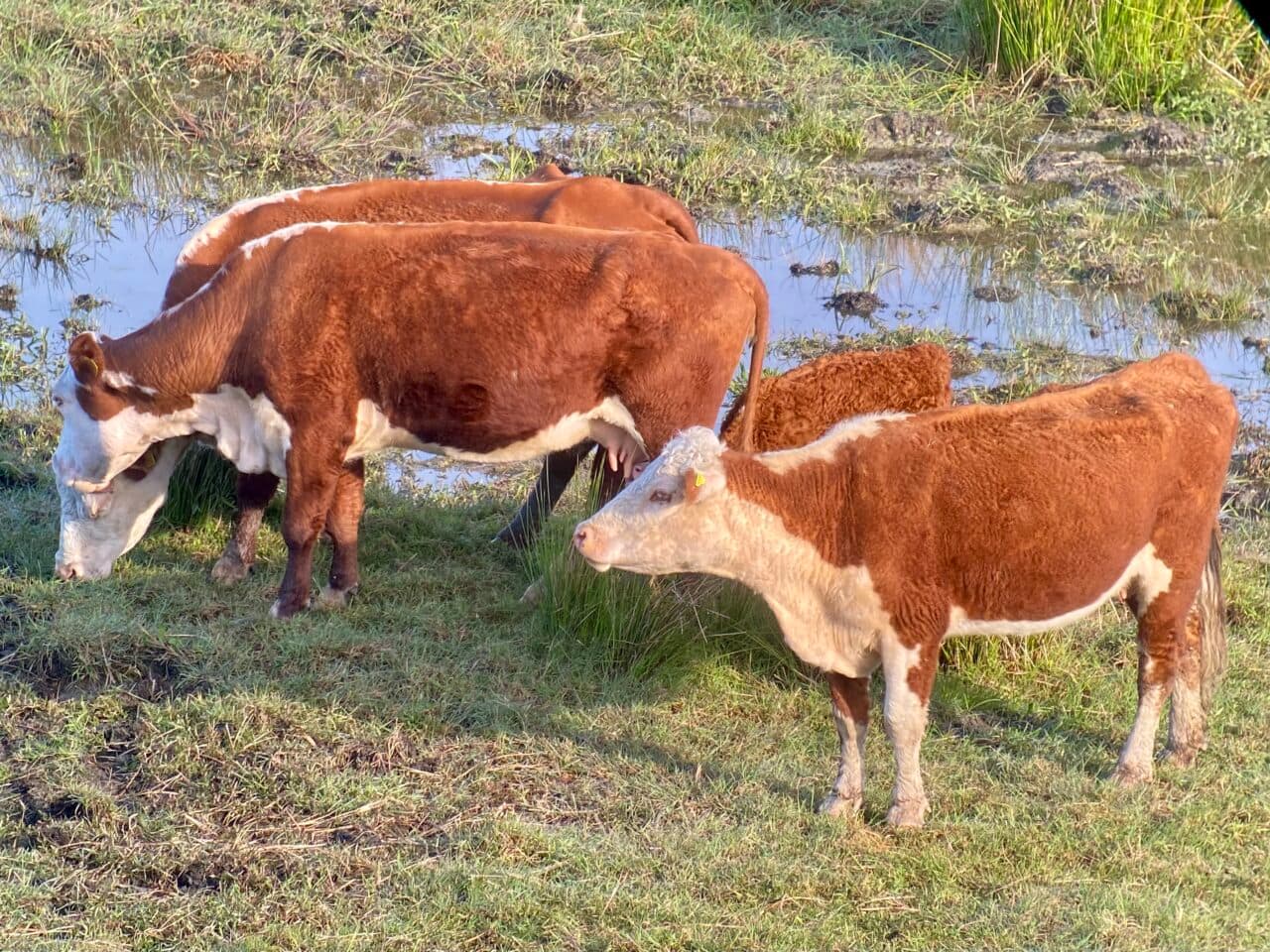 Betande naturvårdare vid Kollungeröd vatten