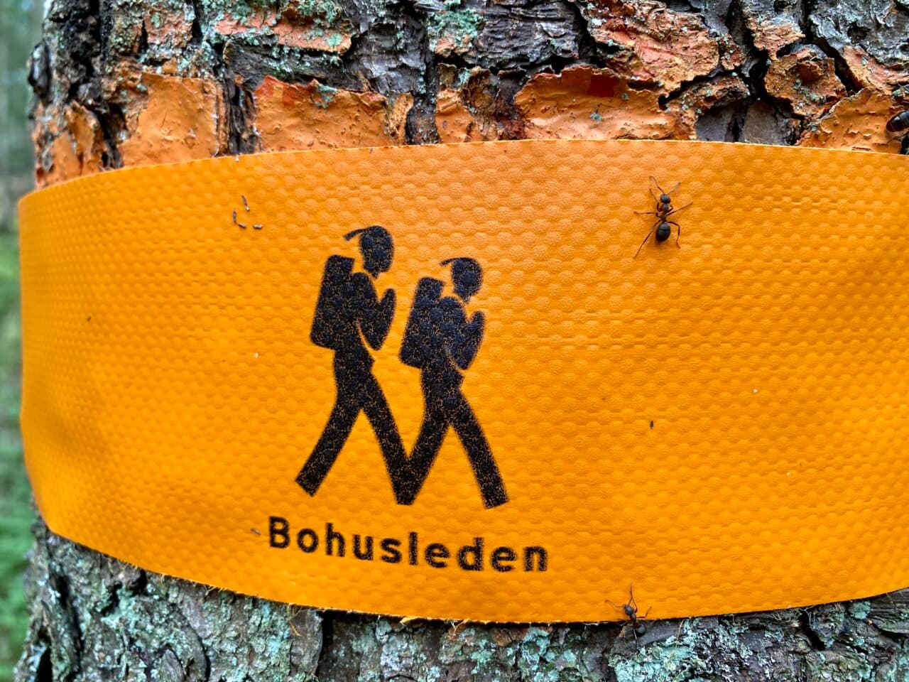 Snitsel för Bohusleden