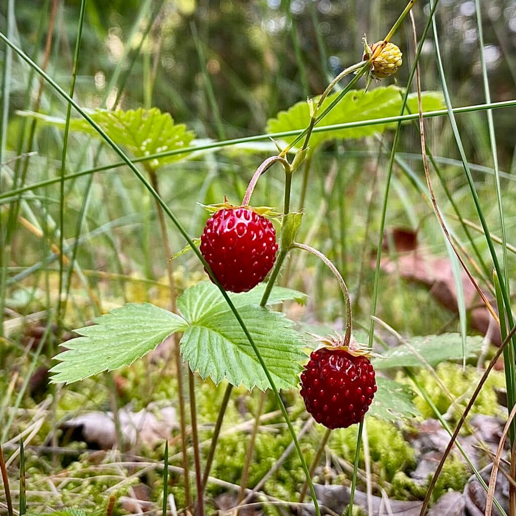 smultronbär