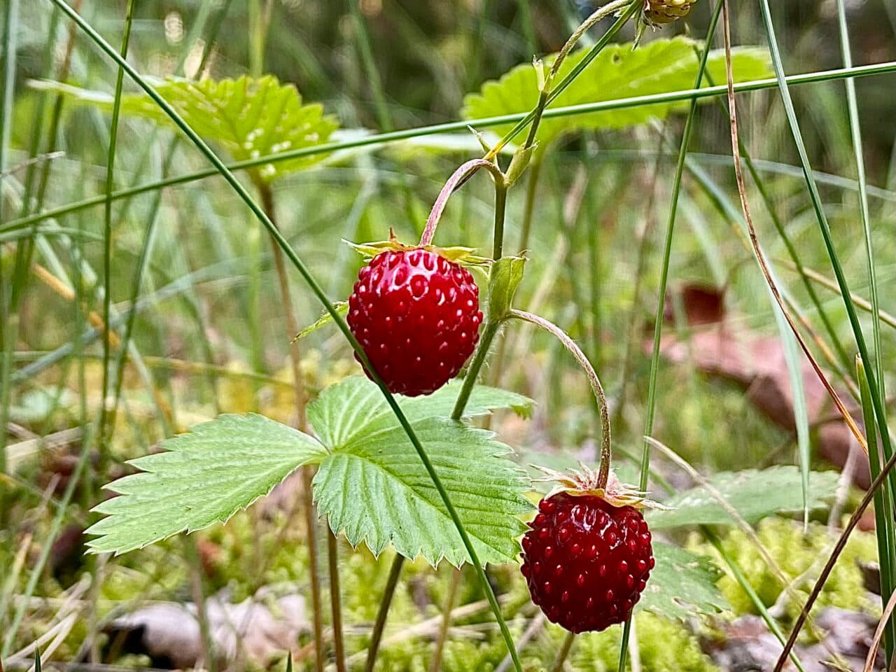 smultronbär