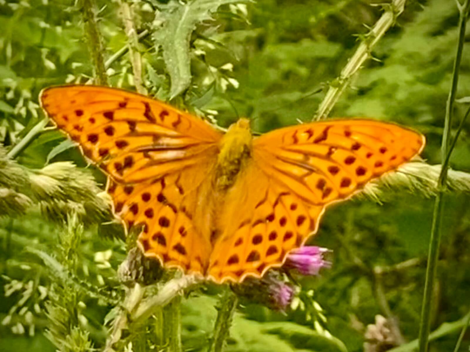Silverstreckad pÀrlemofjÀril