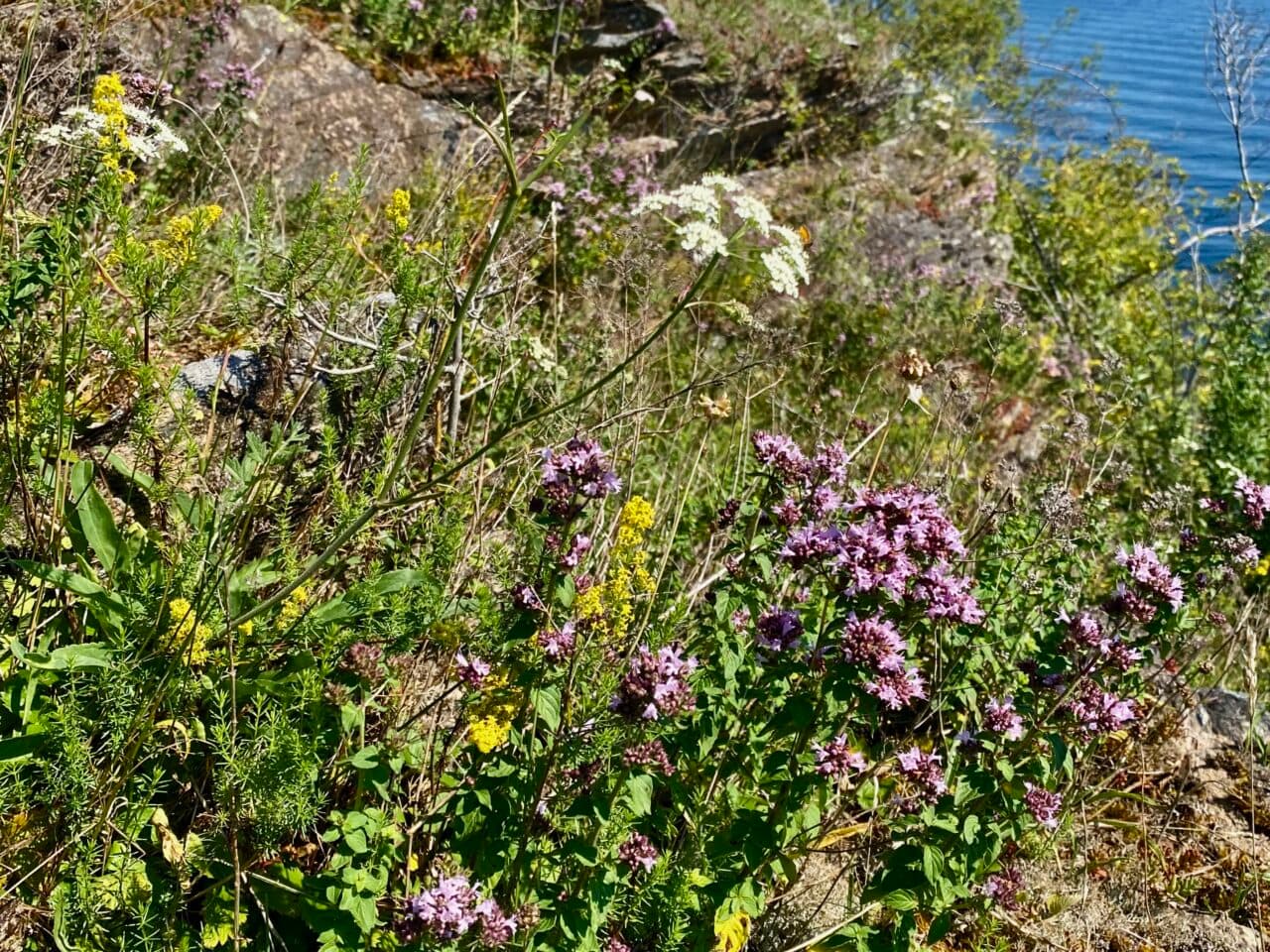 Fjärilsblommor på Lilla Farholmen