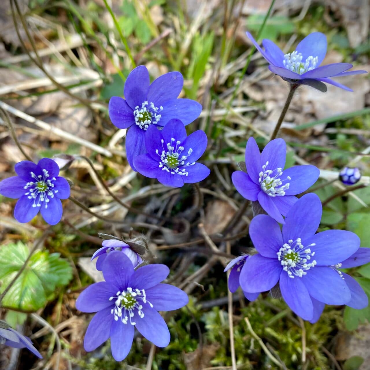 Blommande blåsippor vid Grössby södra