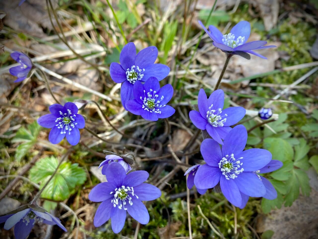 Blommande blåsippor vid Grössby södra