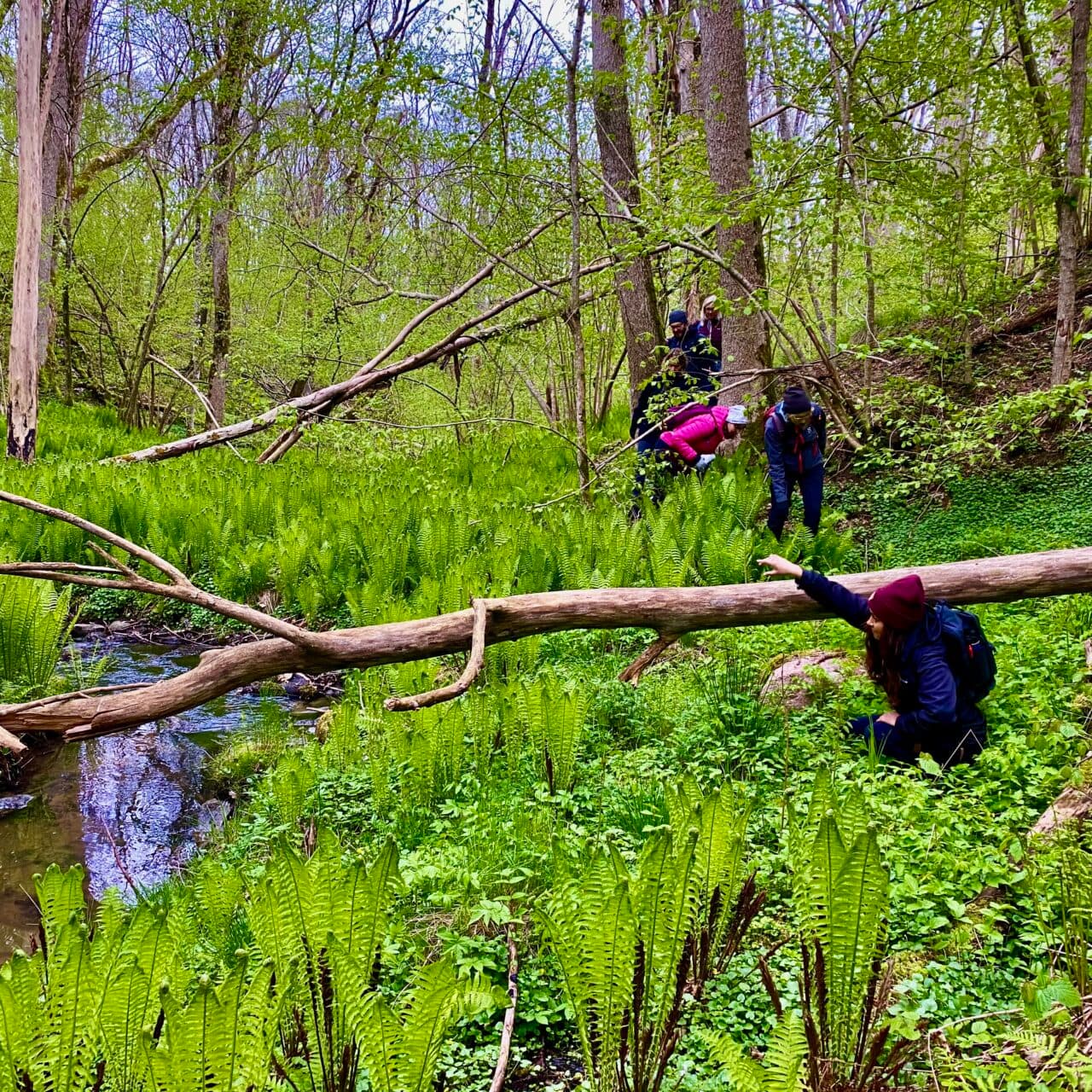 Bäckfåran i Håldalen