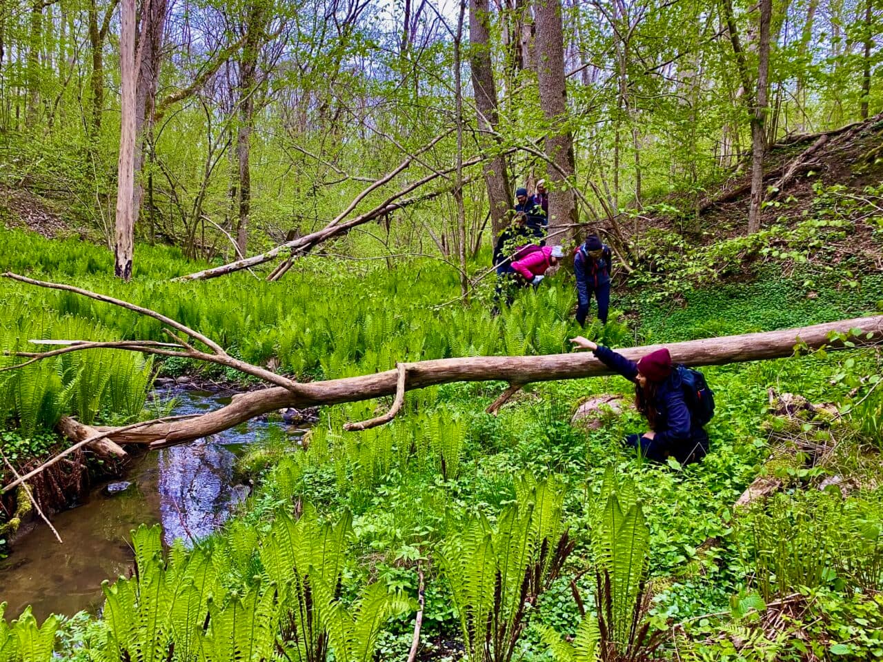 Bäckfåran i Håldalen