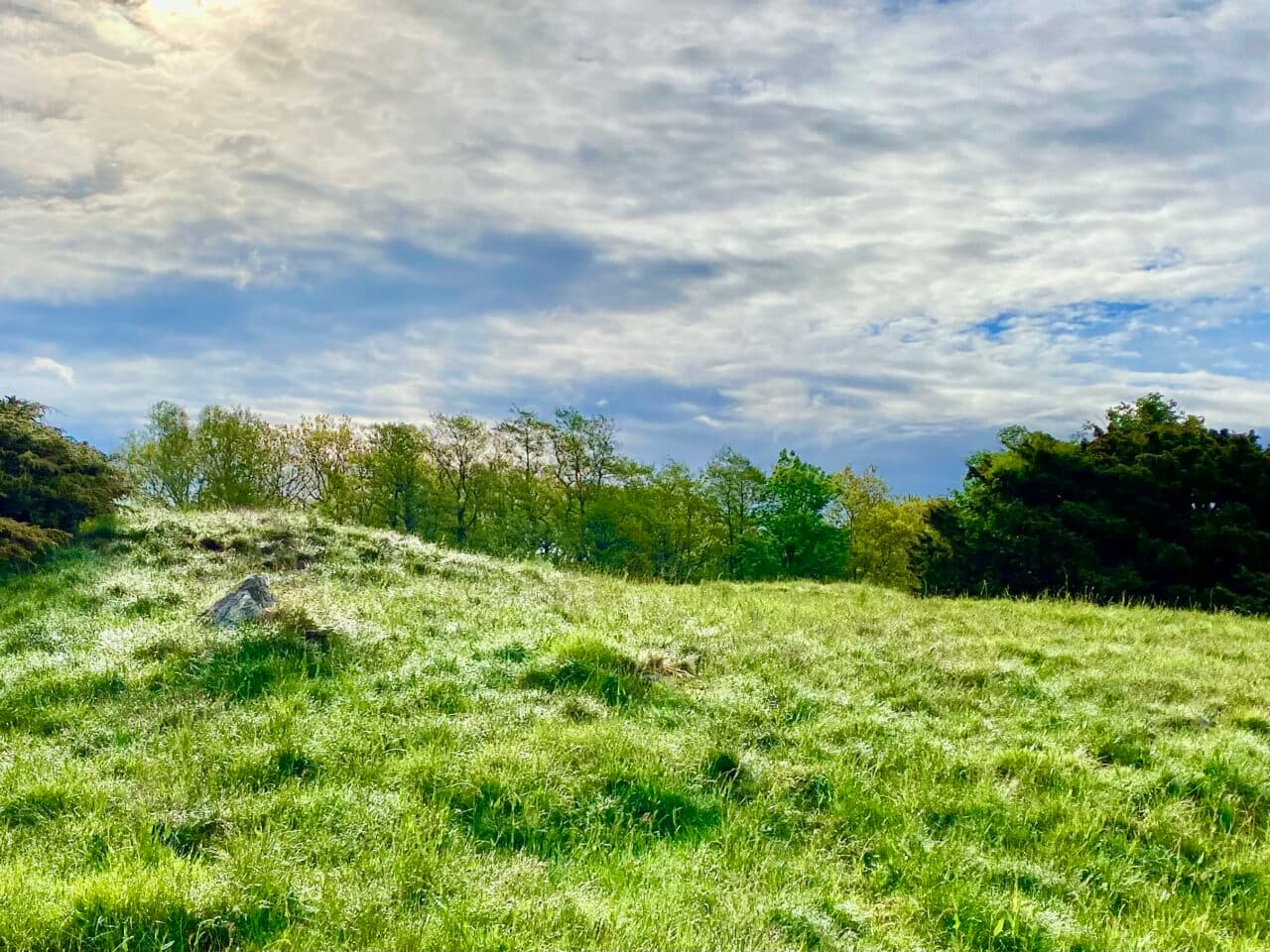 Överväxta gravar bland vackra gräs