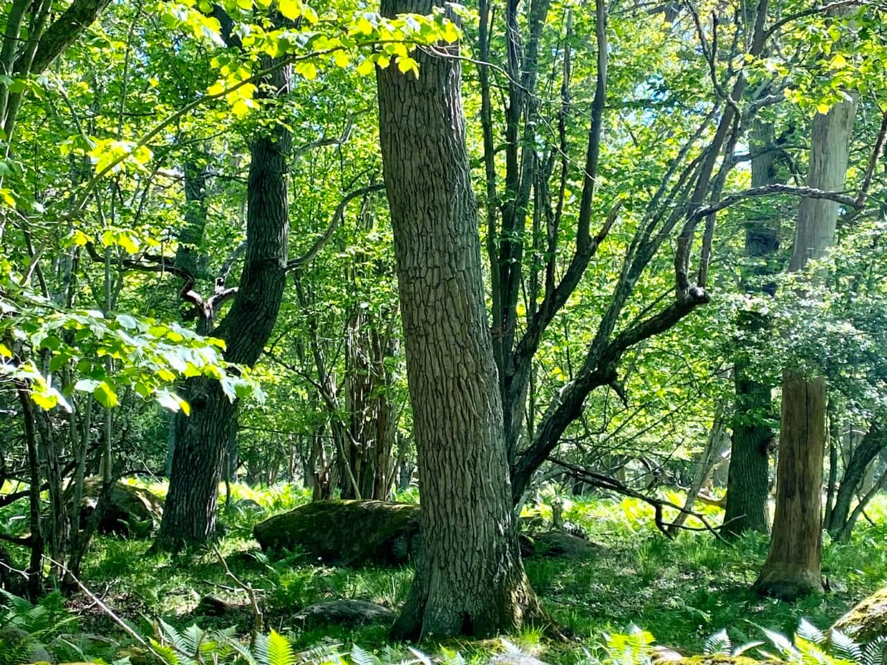 Ädellövskog