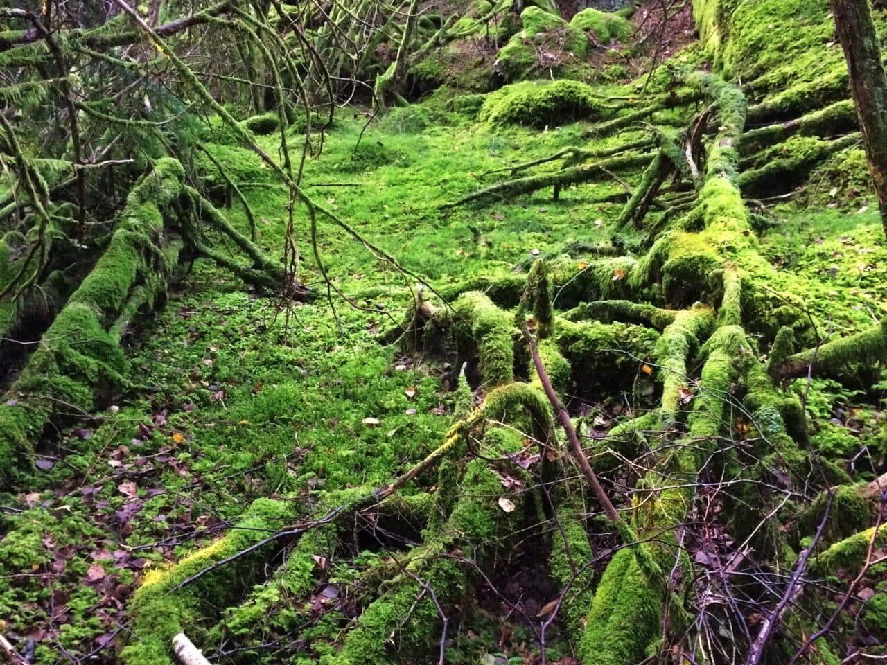 Fuktig granskog på Farholmarna