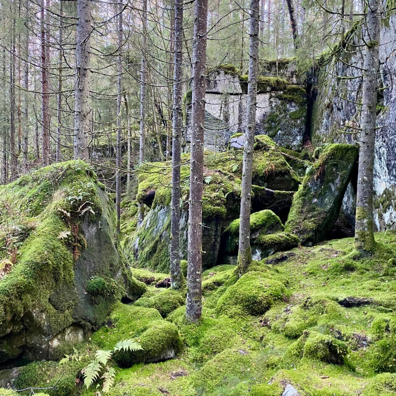Trollskog vid Iglekärr