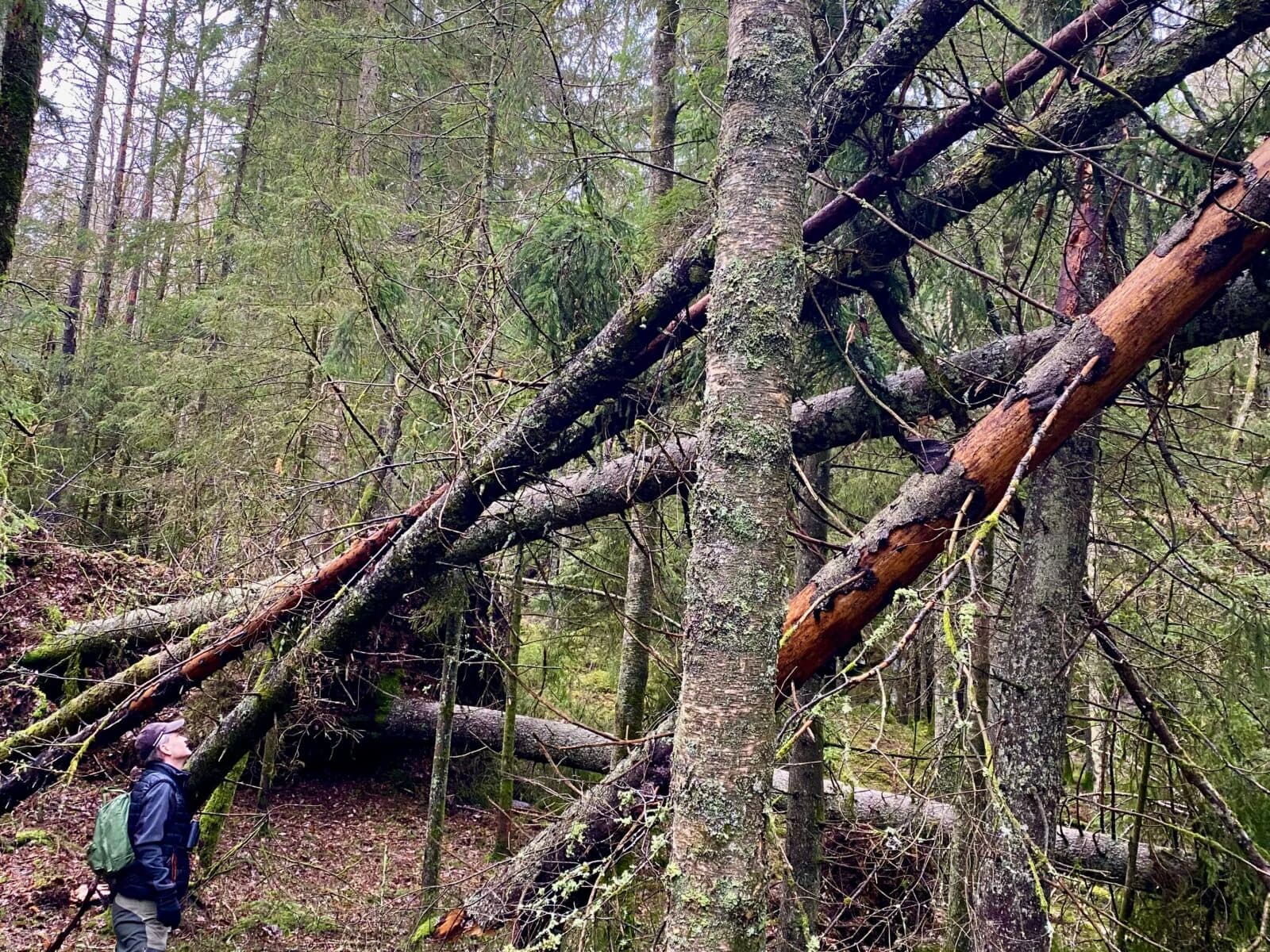Vindfällen