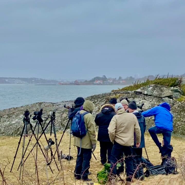 Vinterskådare på Norums holme