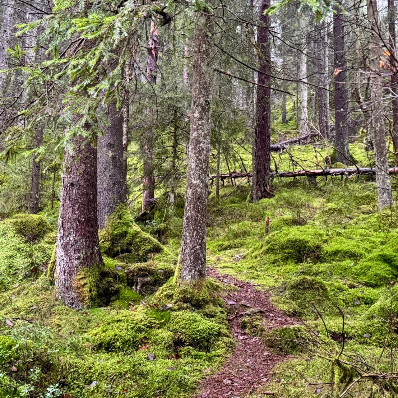 Rördalens naturreservat