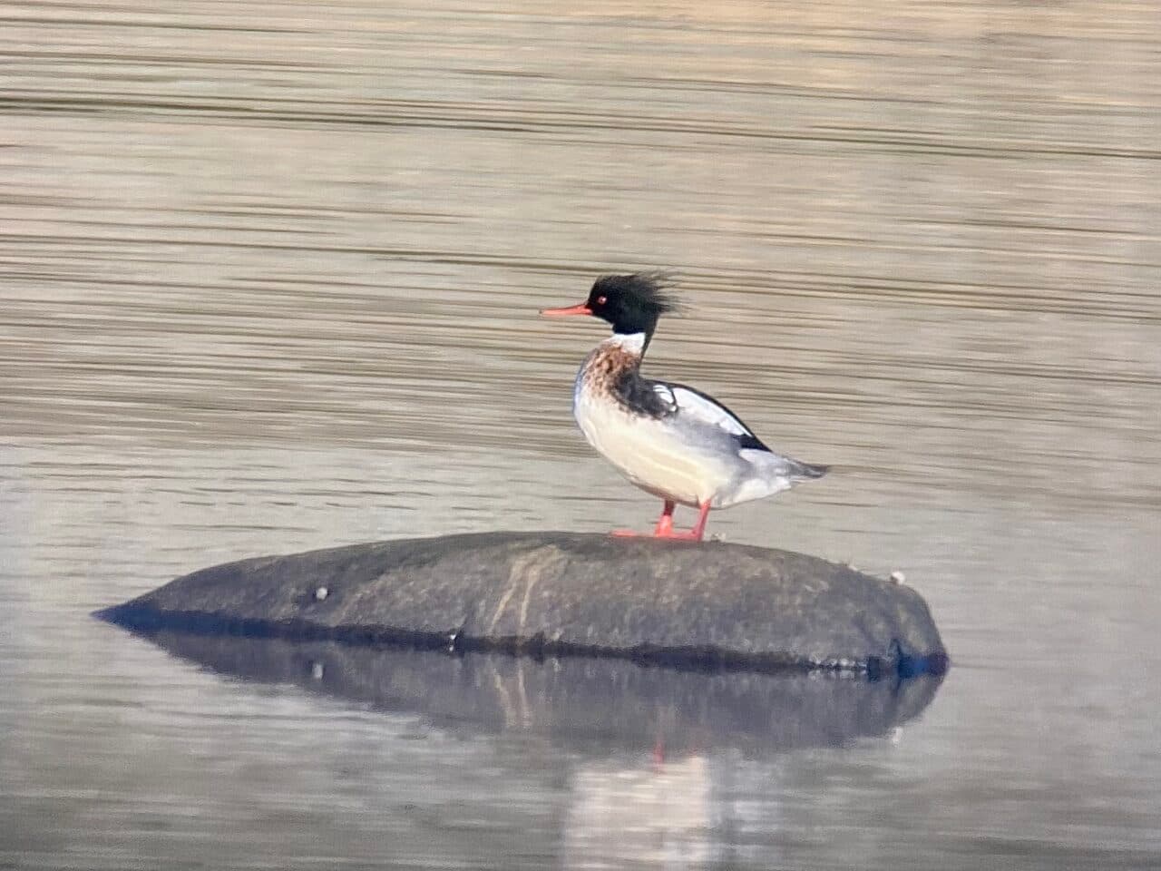 En småskrakshanne vilar sig på en sten