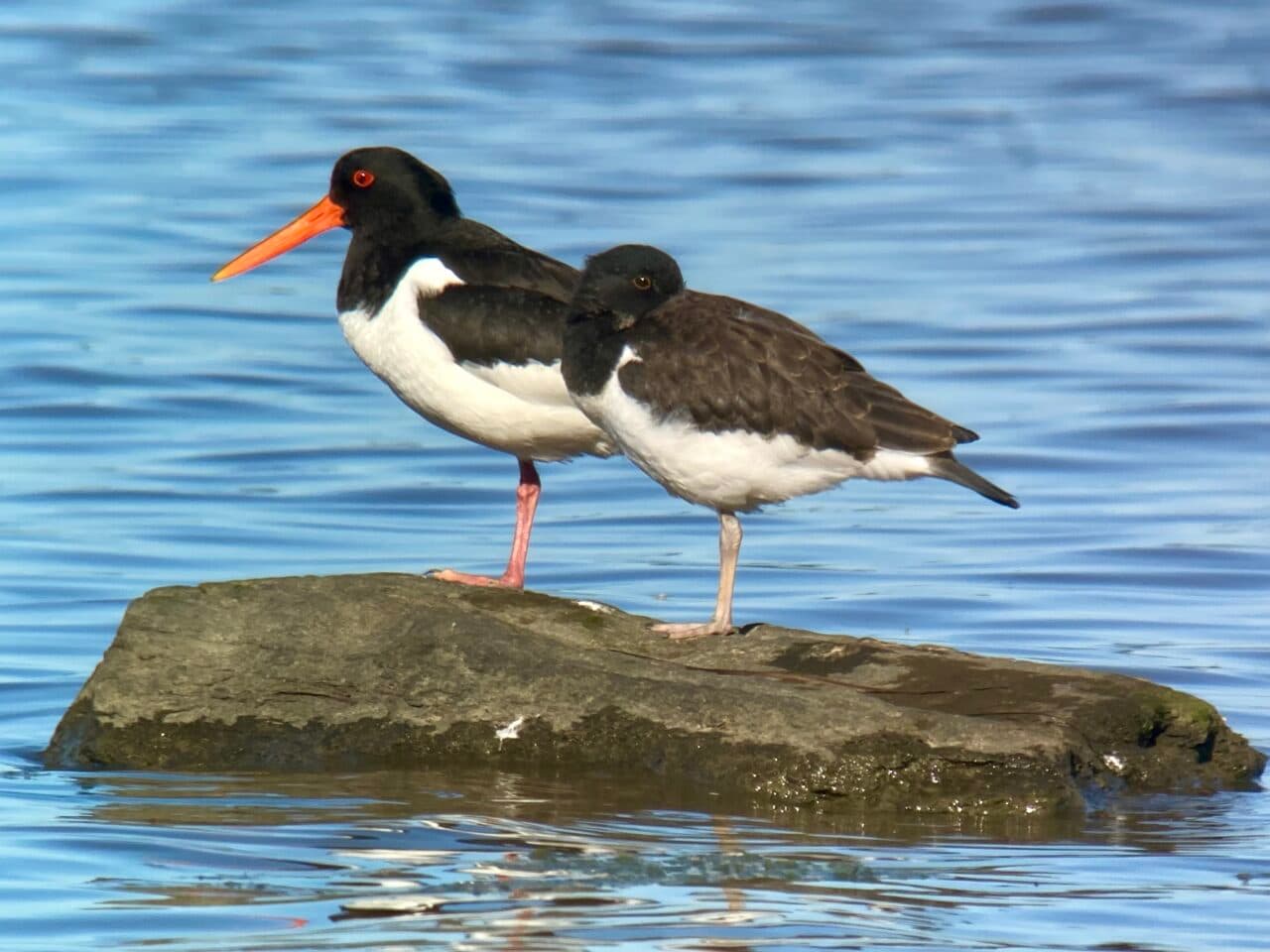Strandskator vid Jordhammarsviken