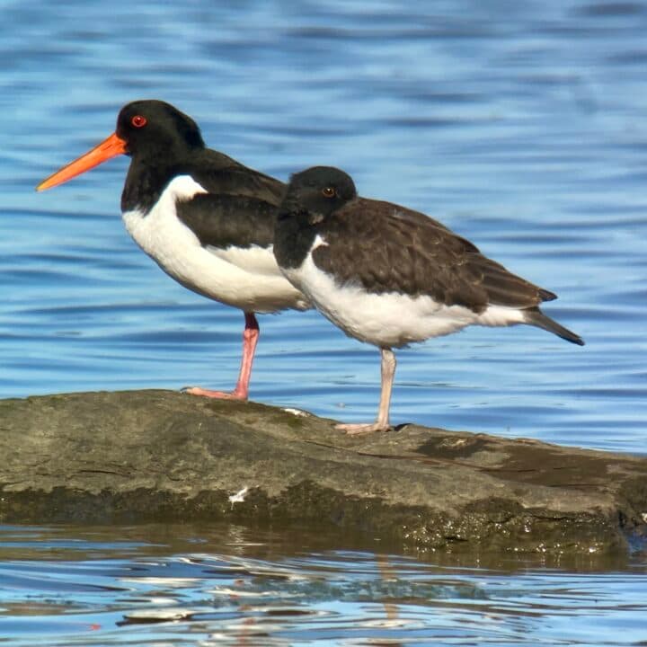 Strandskator vid Jordhammarsviken