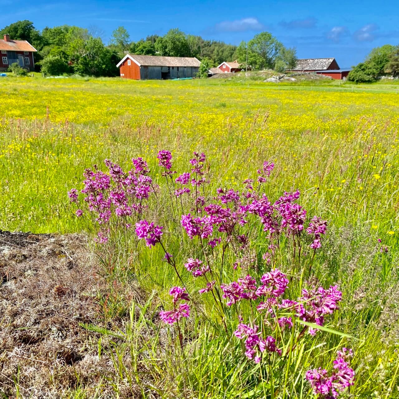 Blomsterprakt på Ramsön