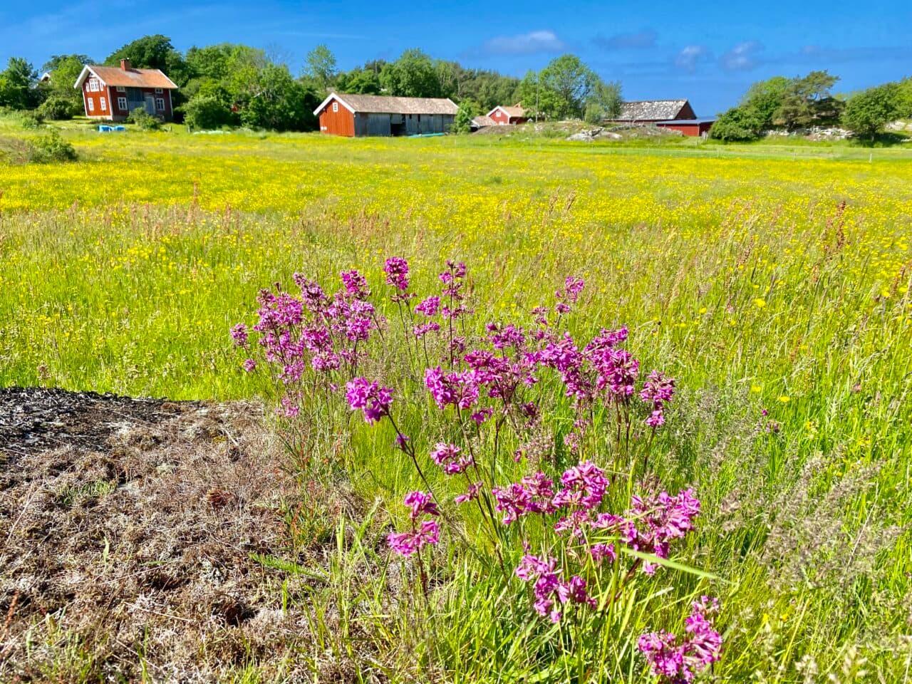 Blomsterprakt på Ramsön