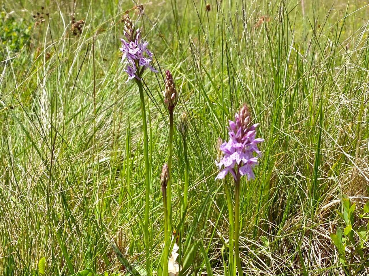 Jungfru Marie nycklar