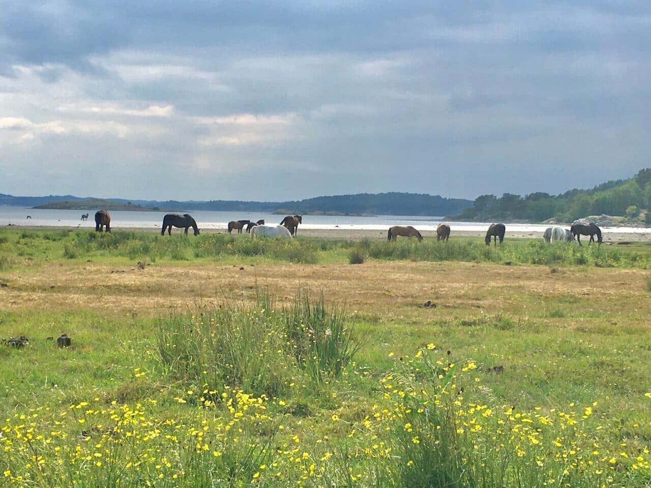 Hästar vid Jordhammarsviken