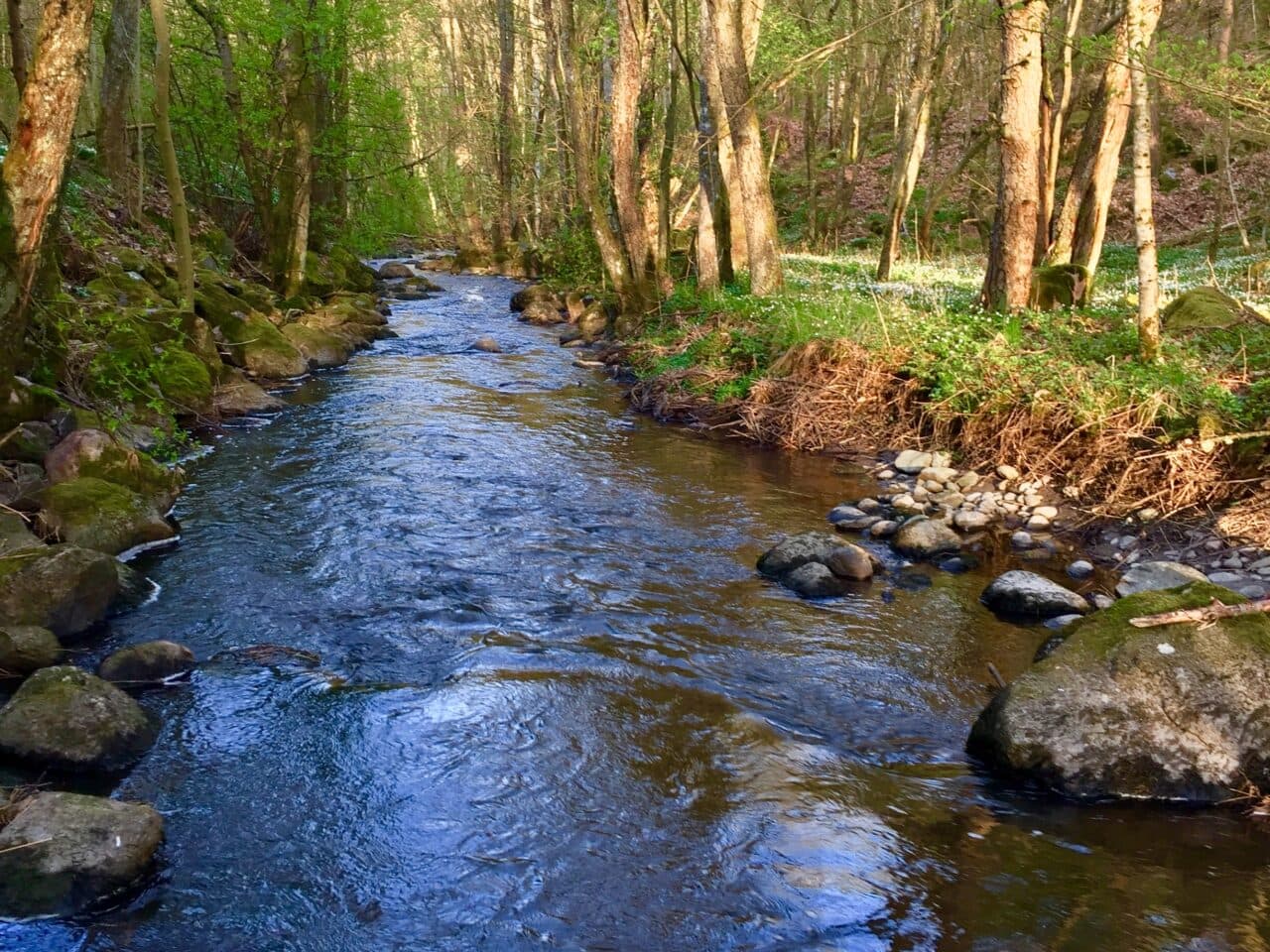 Lerån flyter långsamt fram genom lövskogen