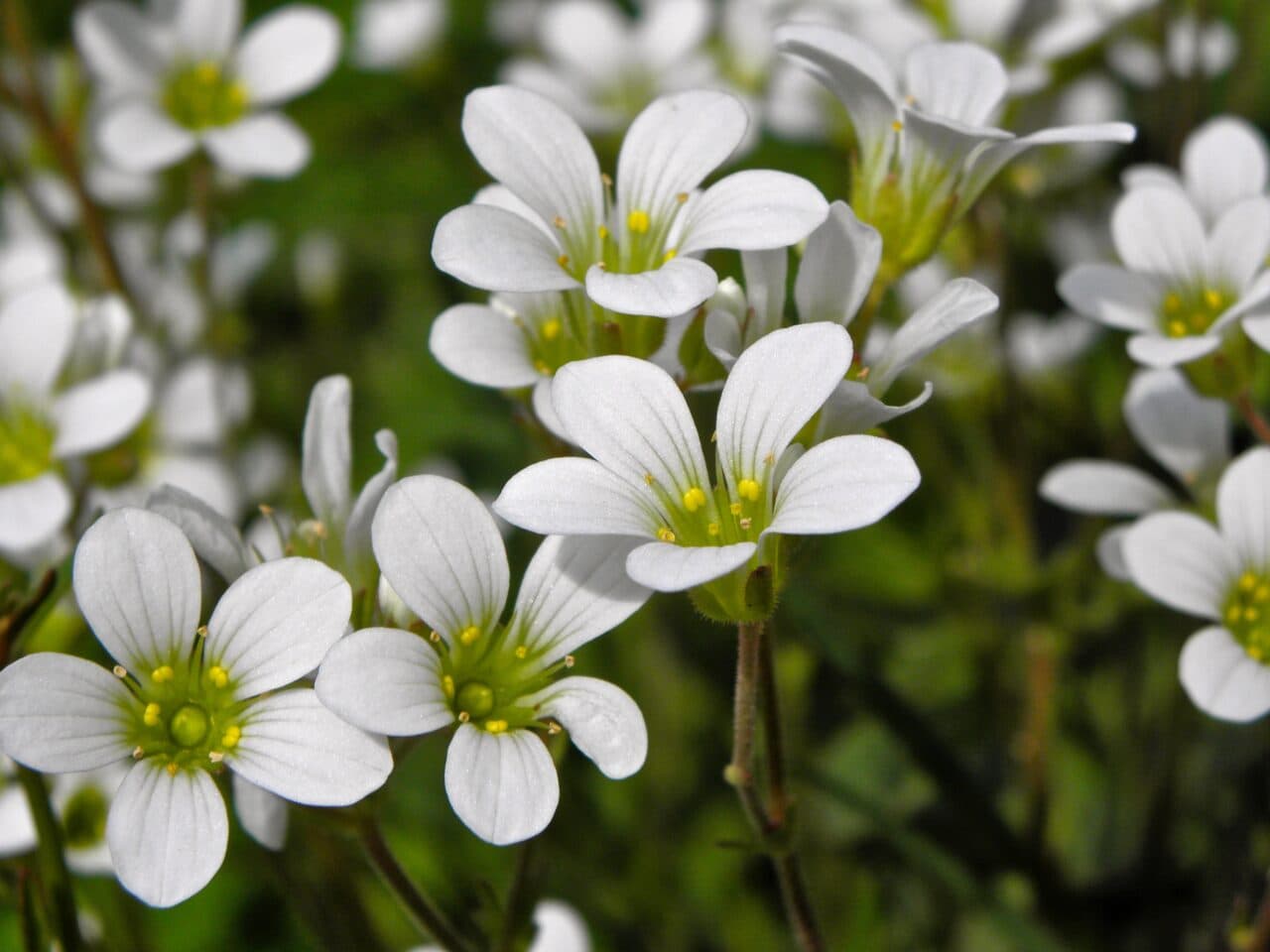 mandelblom på Farholmarna
