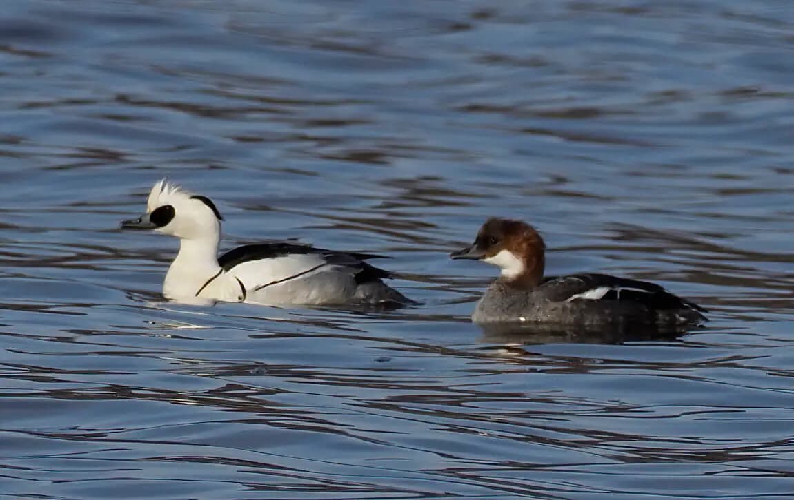 Höstrastande salskrakspar.