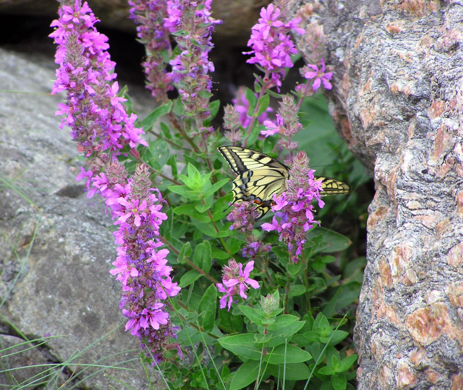 Makaon på blomma