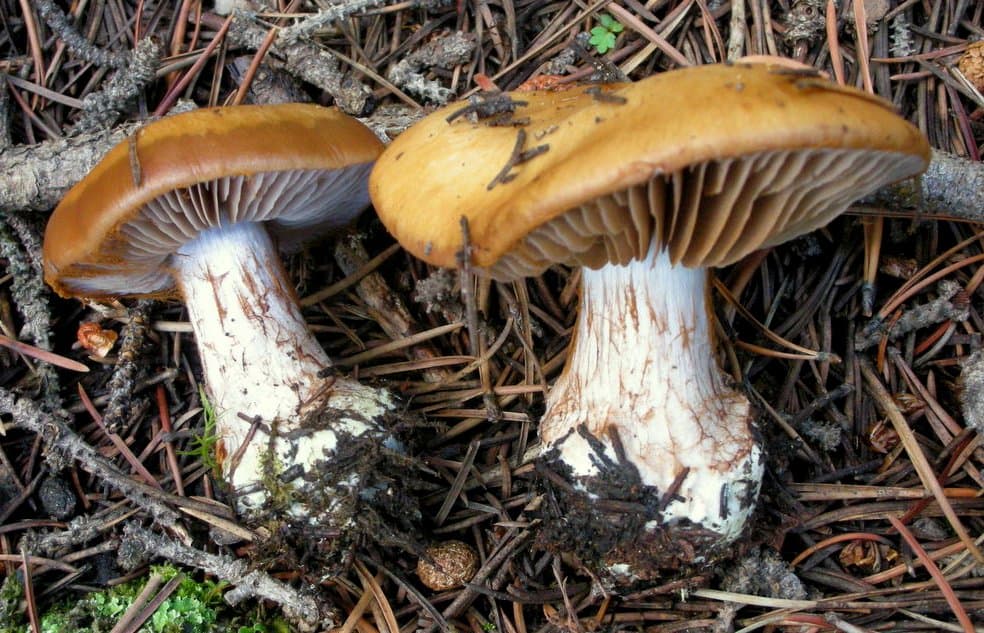 Spindelskivlingen Cortinarius napus