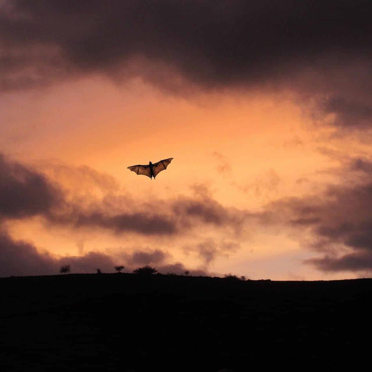 Fladdermus i skymningen
