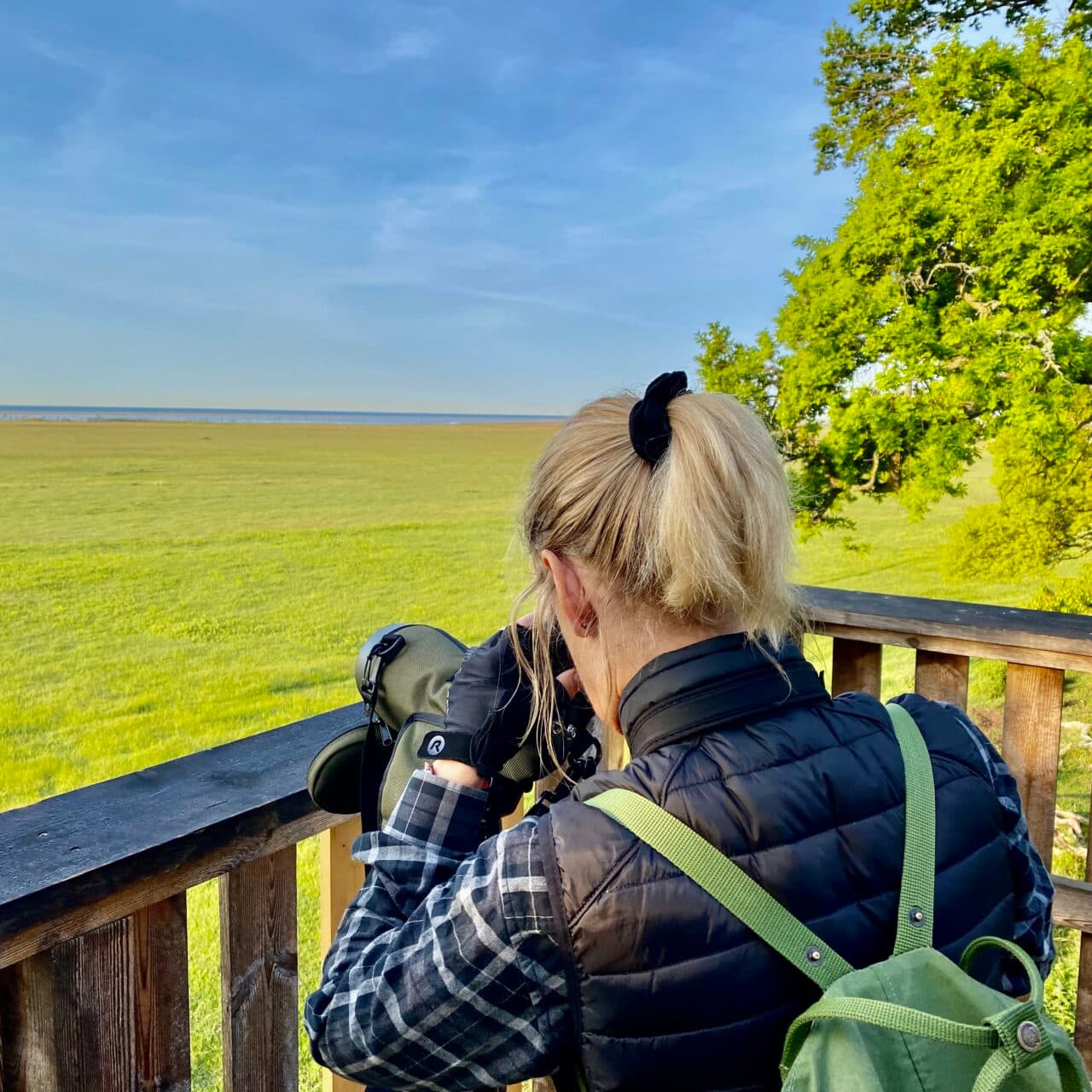 Fågelskådning – en hobby som växer.