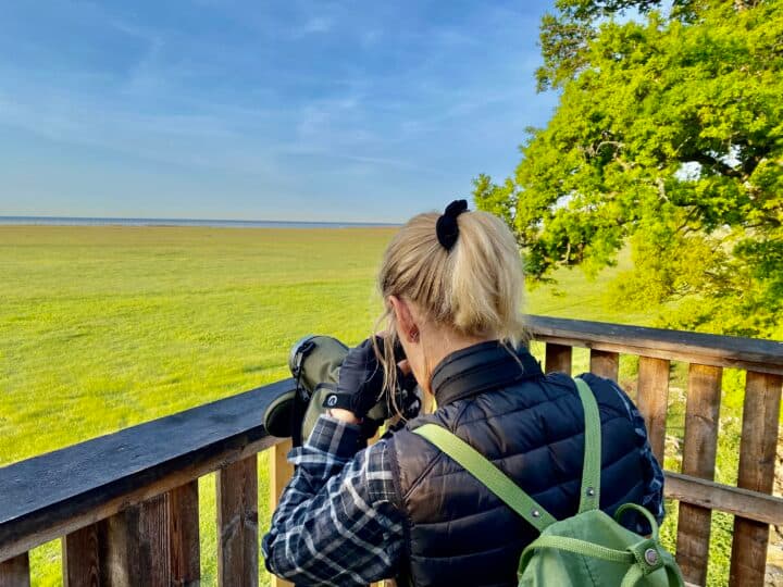 Fågelskådning – en hobby som växer.