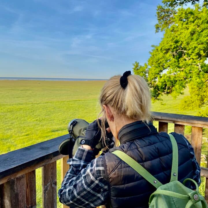 Fågelskådning – en hobby som växer.