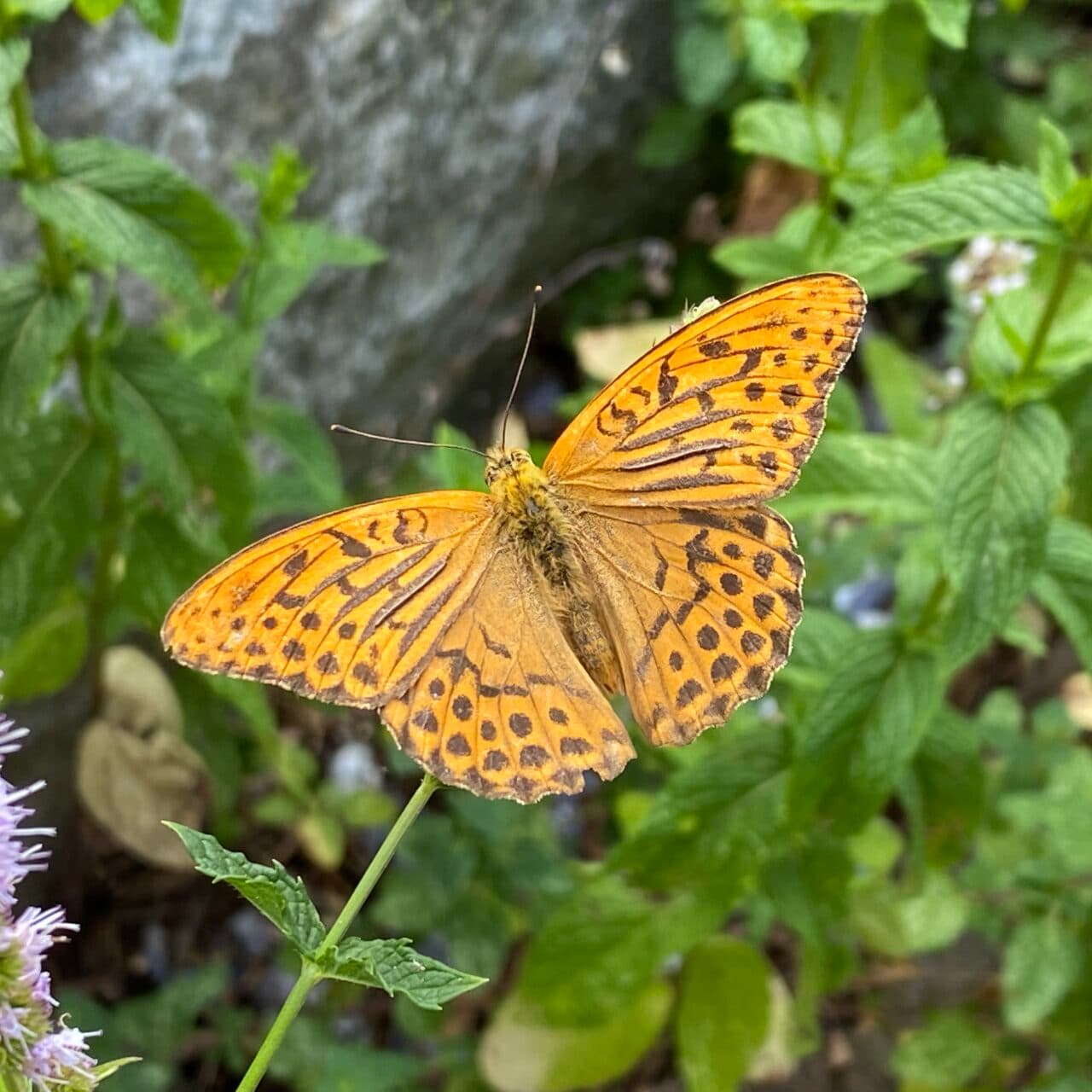 Silverstreckad pärlemorfjäril