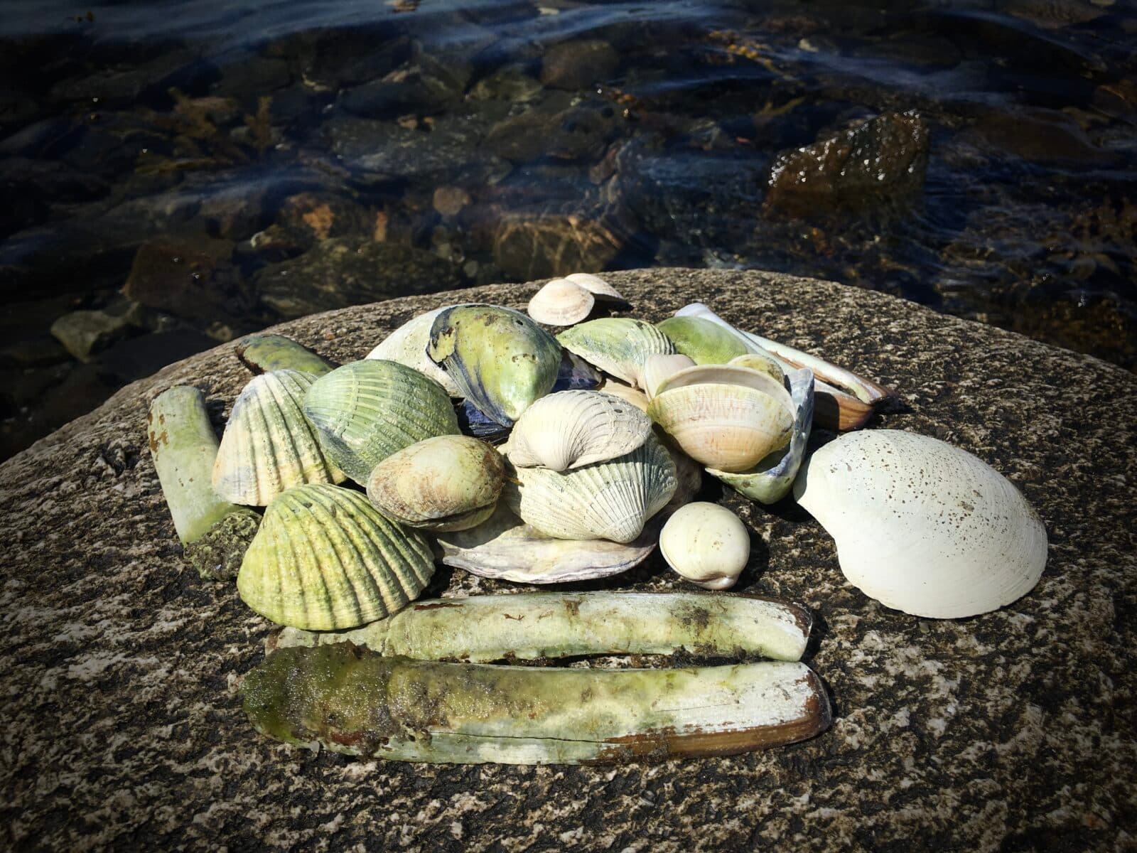 Diverse musselskal