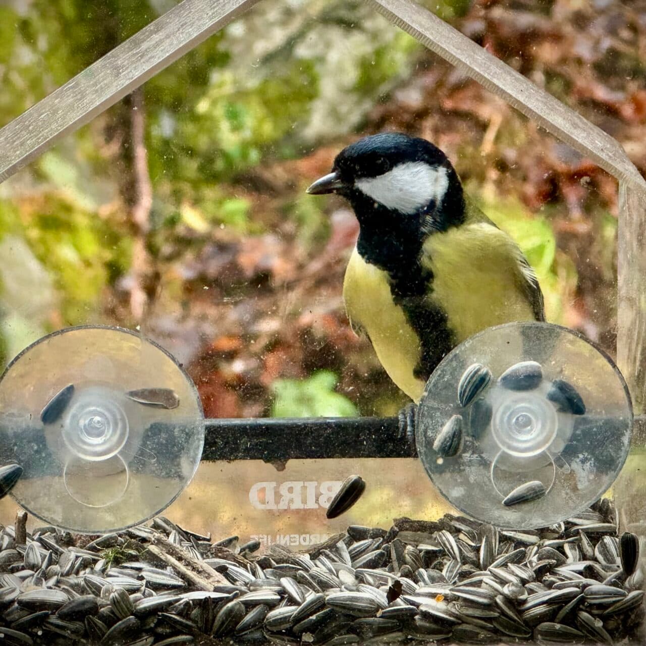 Talgoxe vid fågelmatningen
