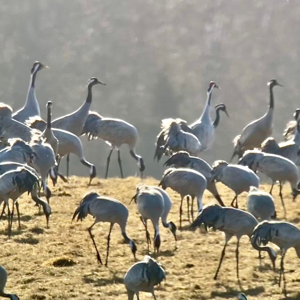 Tranor vid Hornborgasjön
