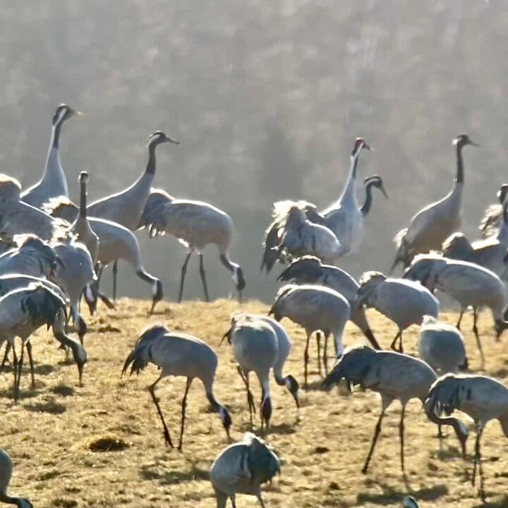 Tranor vid Hornborgasjön