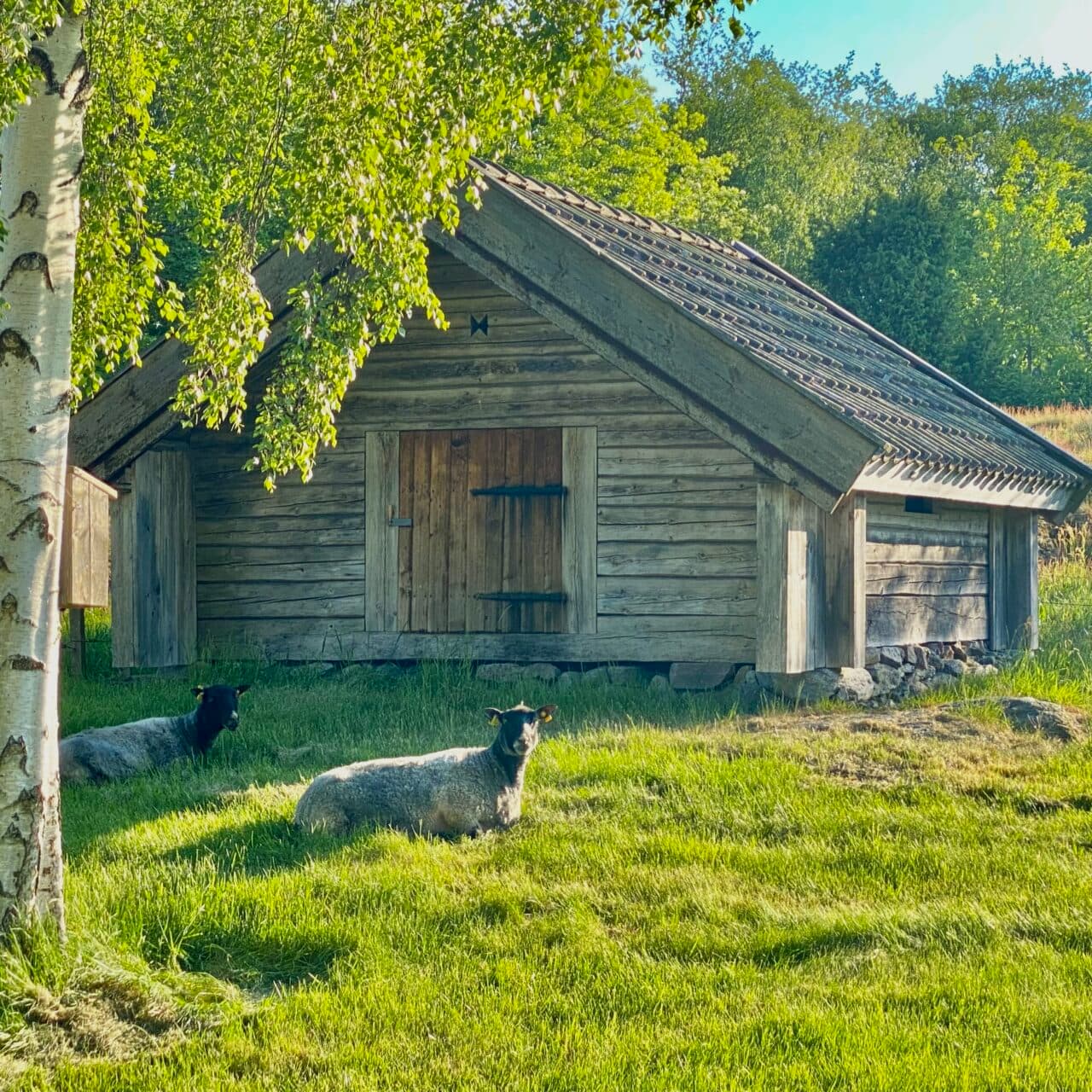 Fårhus vid Mariagården