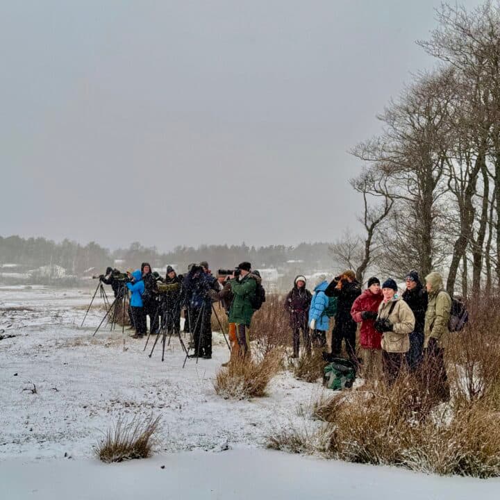 Skådning vid den blivande plattformen.