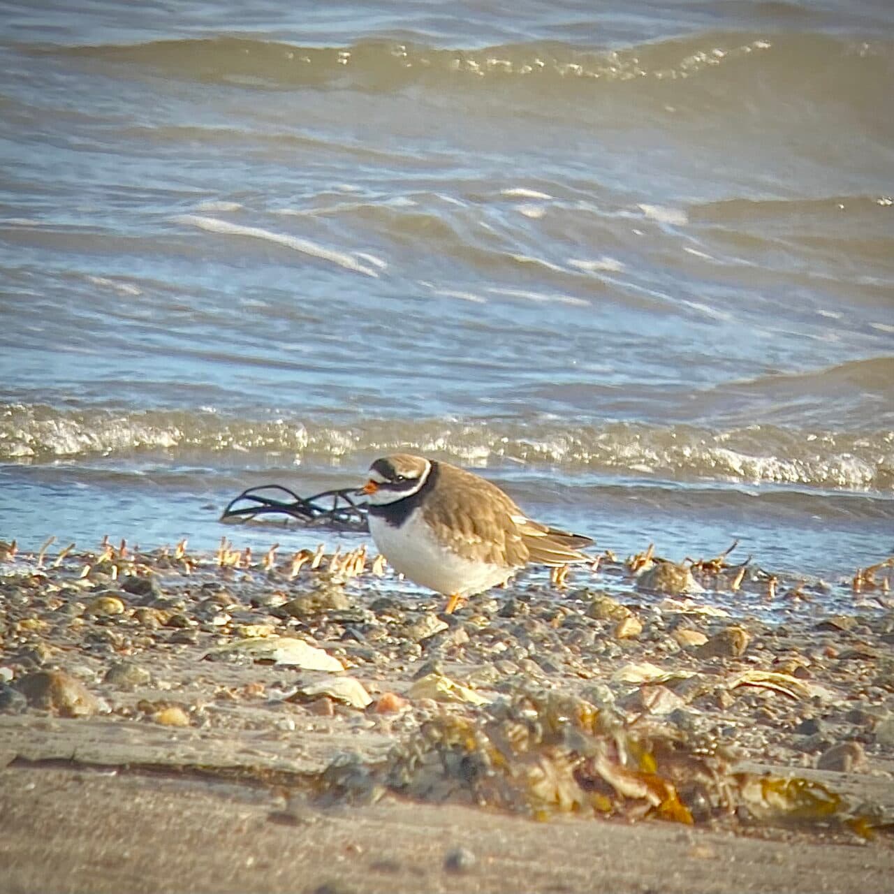 Större strandpipare