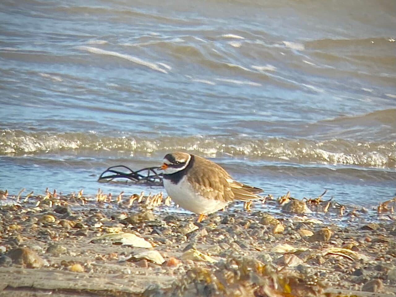 Större strandpipare