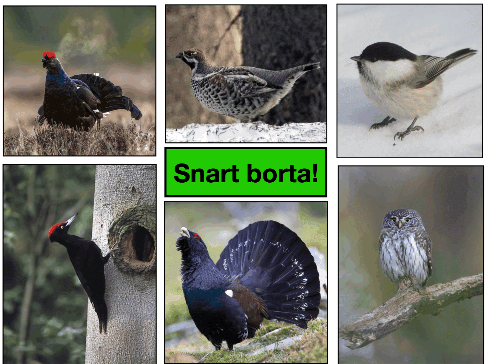 Hotade fågelarter i Svartedalen