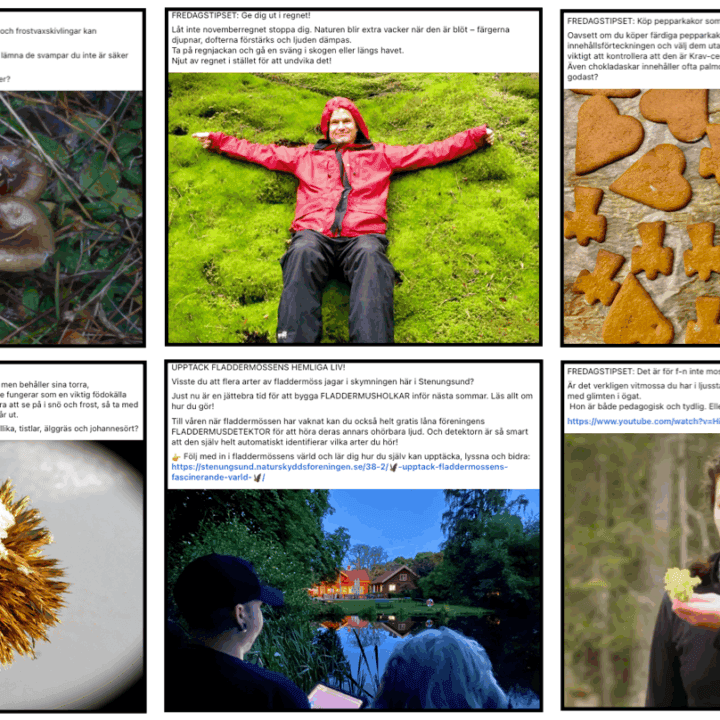 Fredagstipset på Facebook